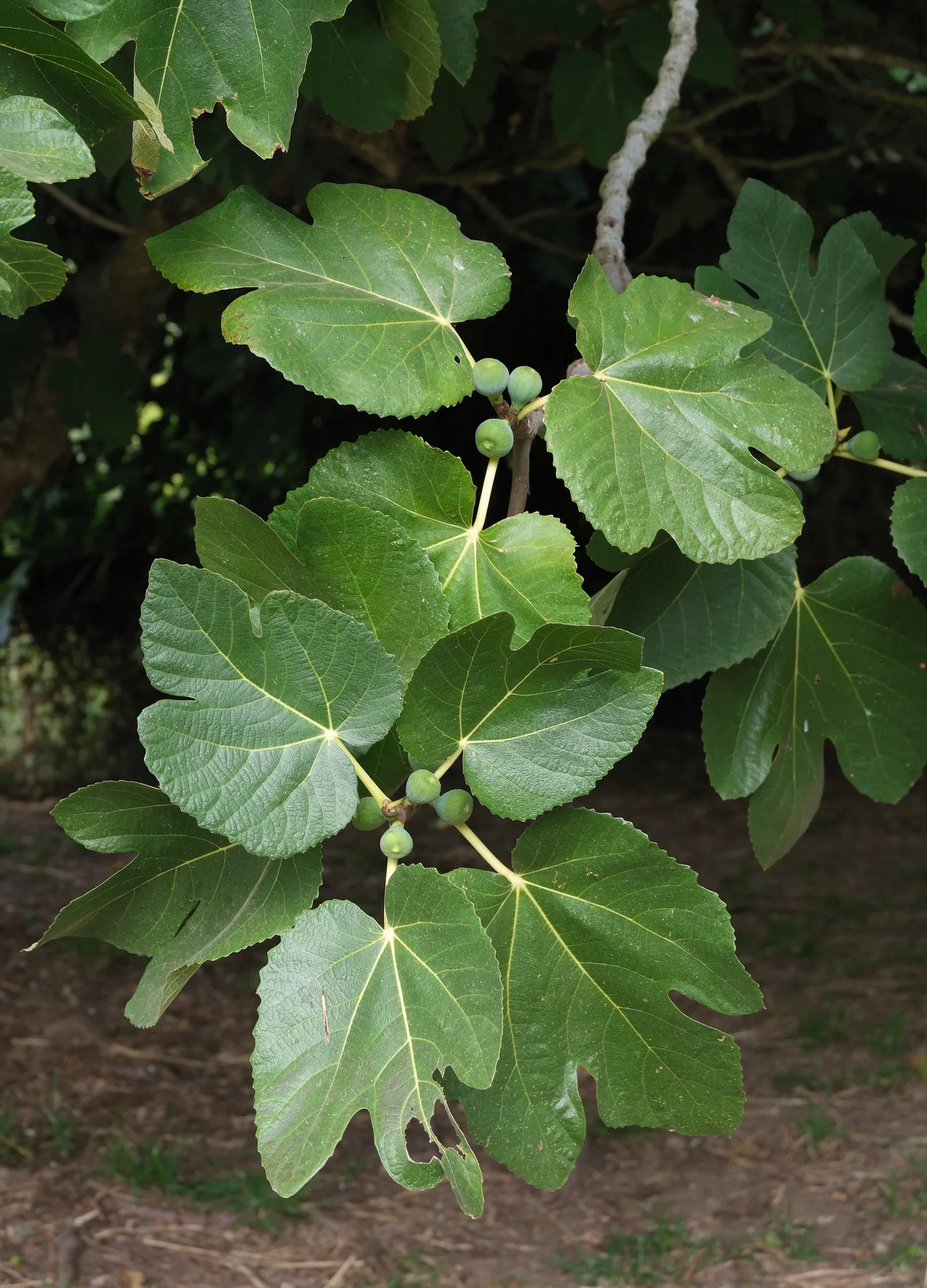 A common fig tree in fruit