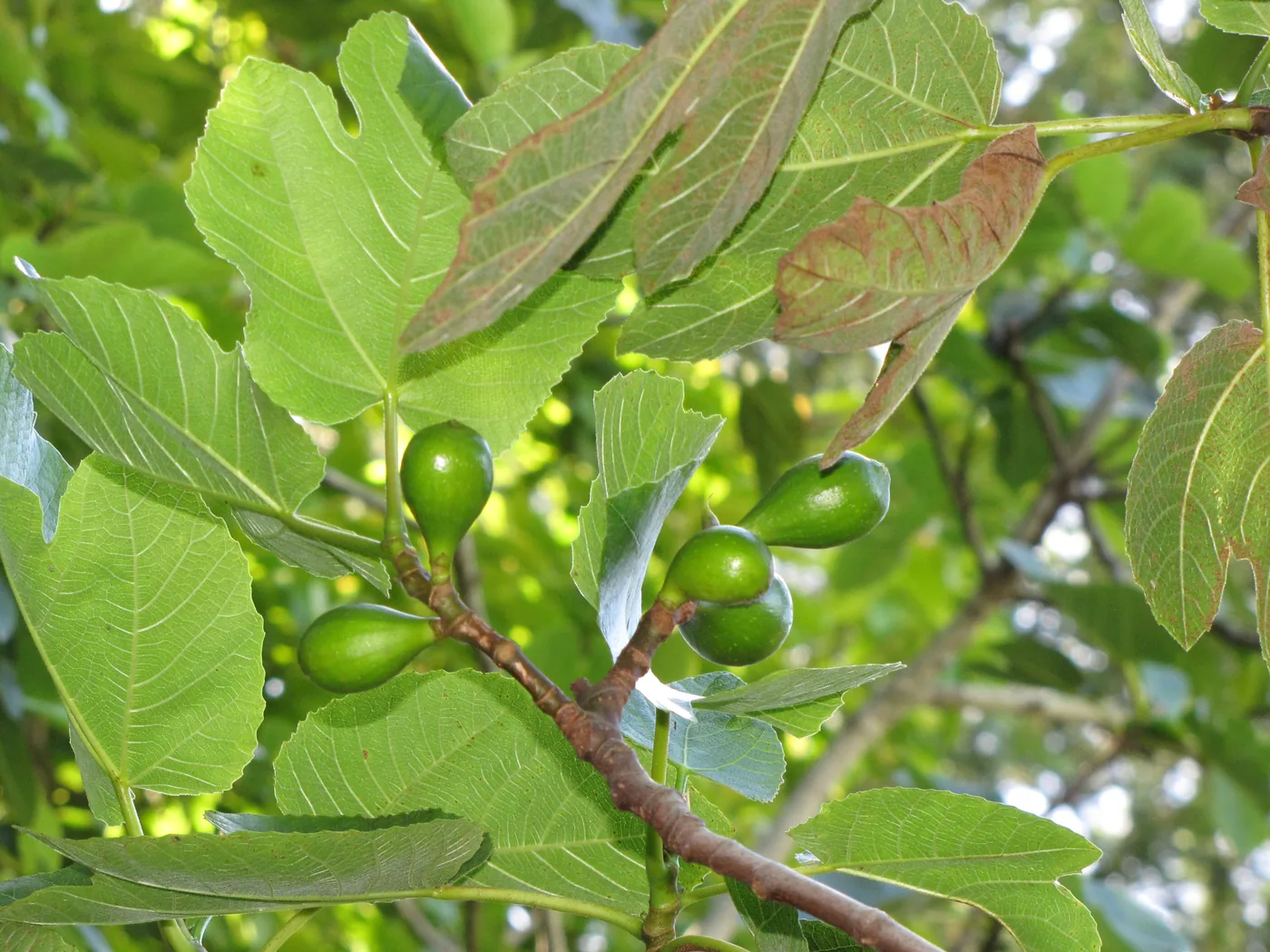 Common fig fruit and leaves on a branch
