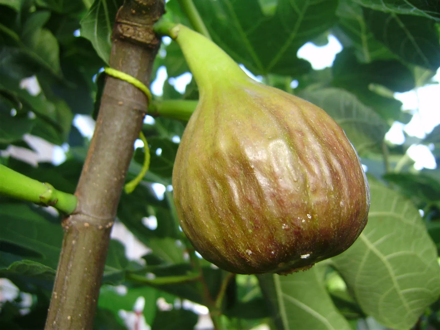 A common fig tree