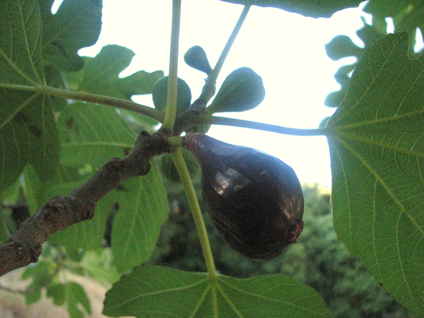 A common fig tree