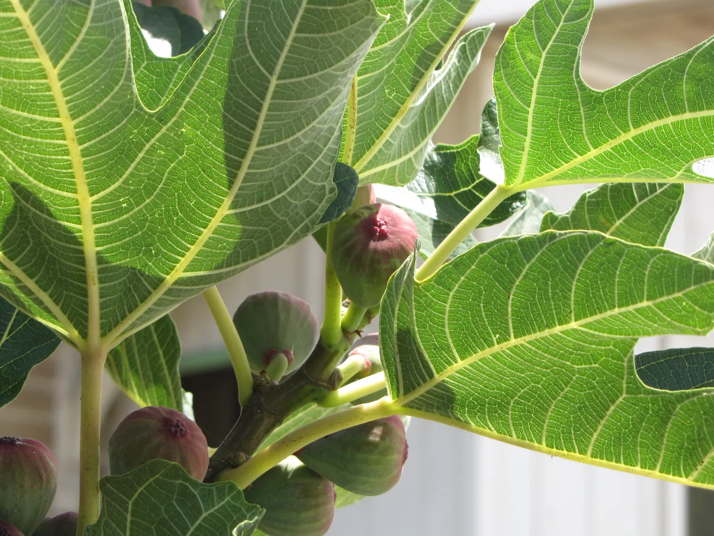 Common fig fruit and leaves on the tree