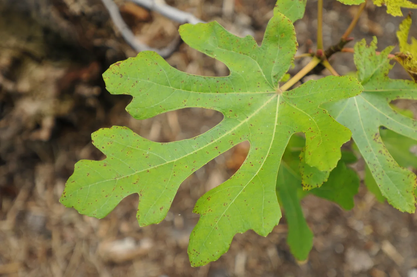 A broad lobed fig leaf