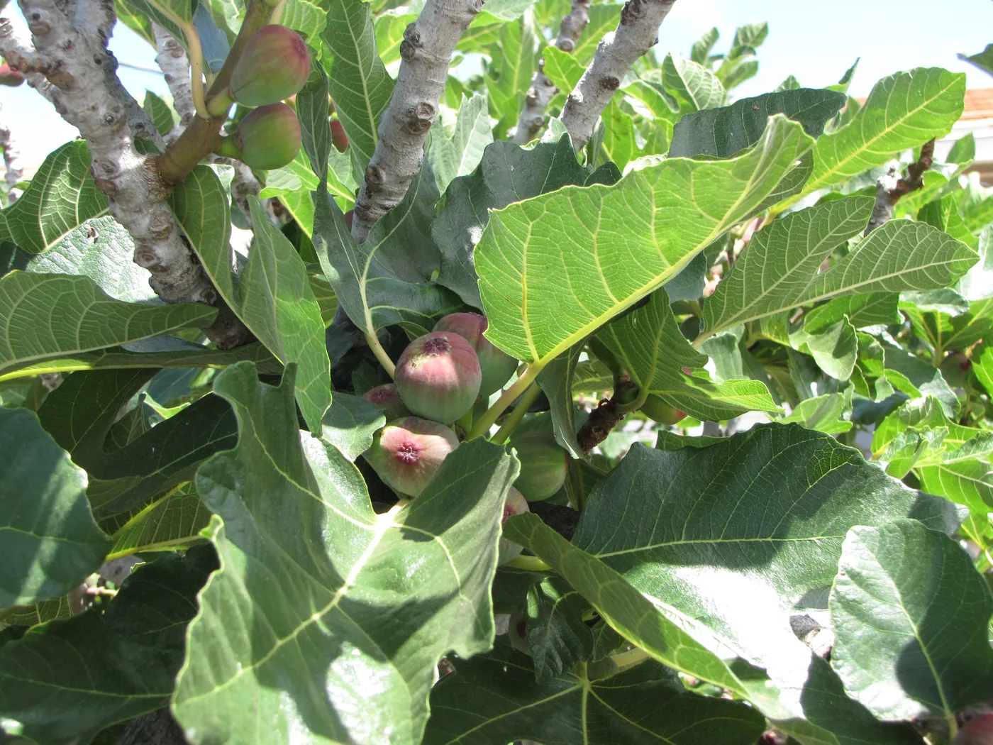 Common fig fruit and leaves on the tree
