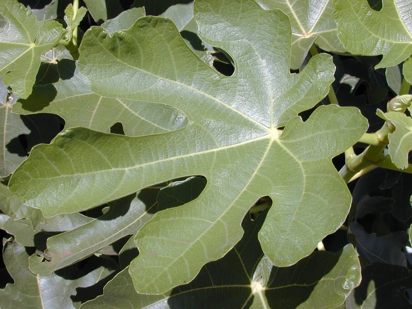 A common fig leaf