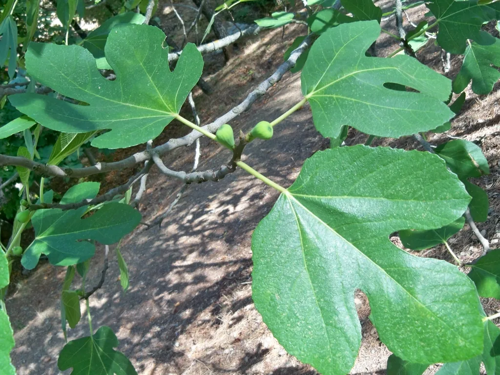 A common fig branch with leaves and fruits