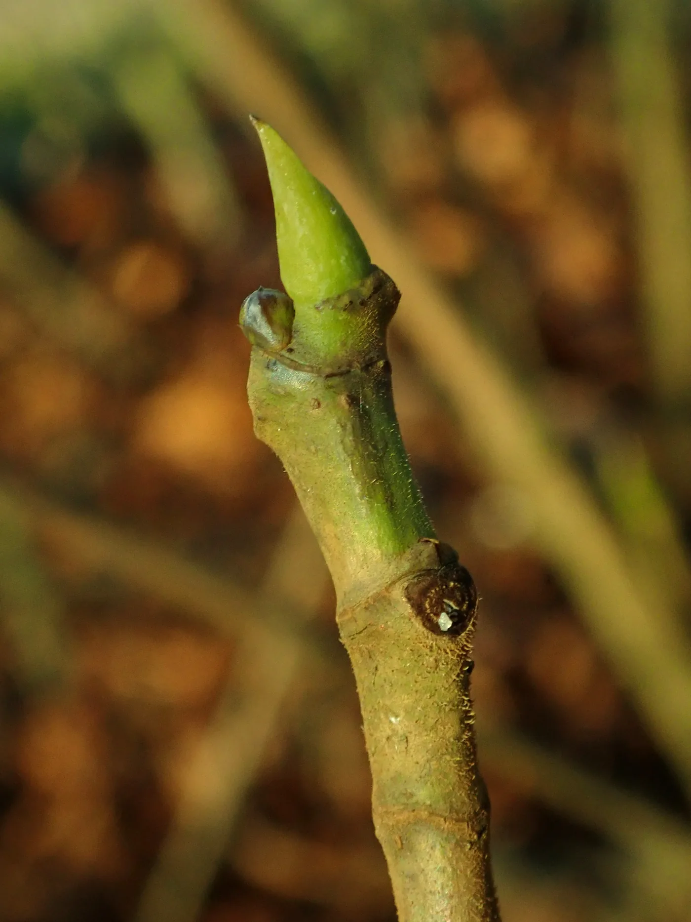 A common fig tree