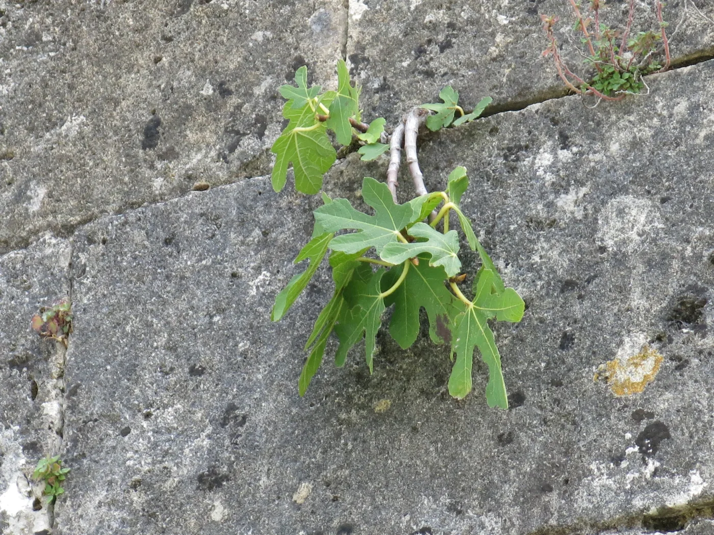 A common fig growing against a wall