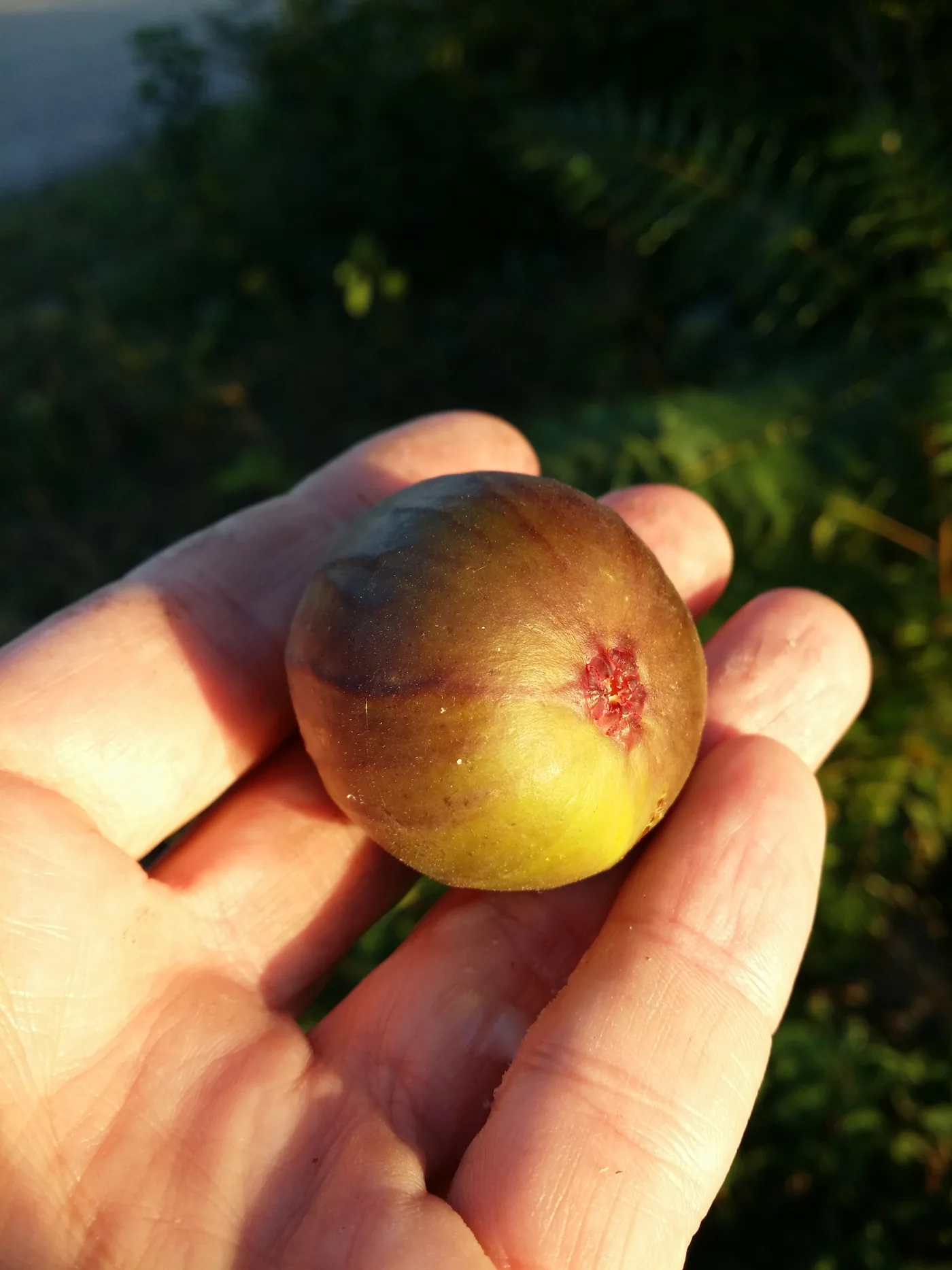 A common fig, Ficus carica