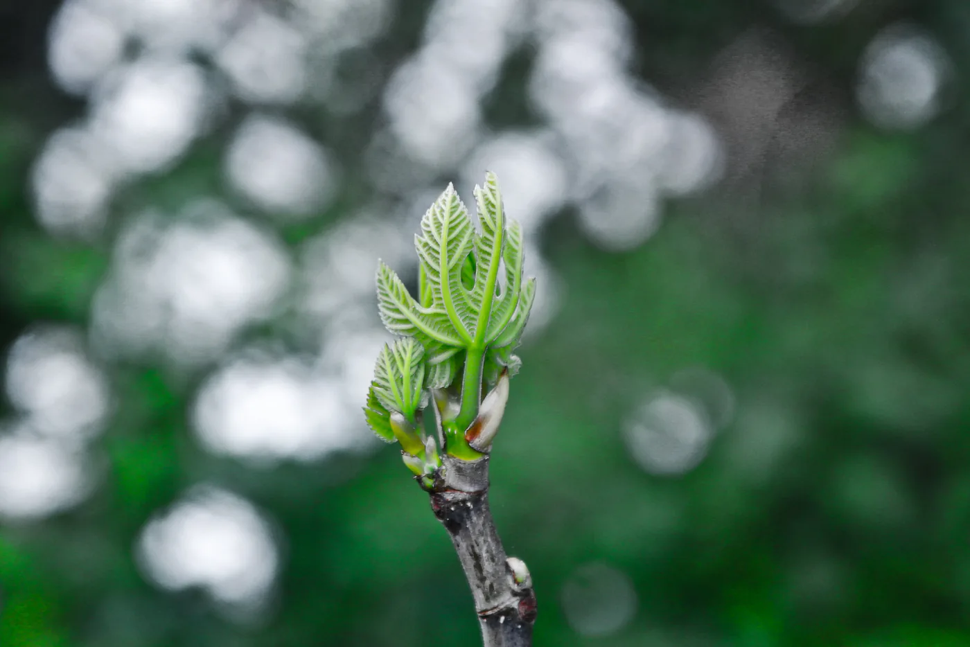 Young common fig leaves