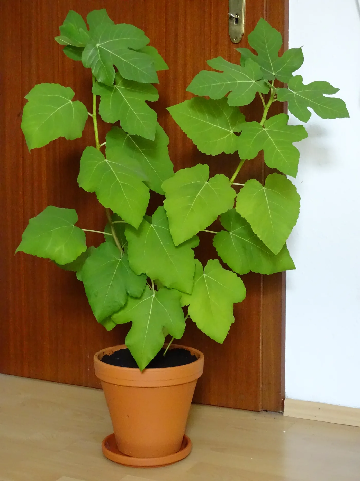Several common fig leaves showing different lobing