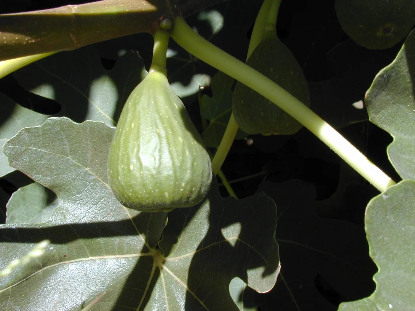 A common fig fruit on the tree