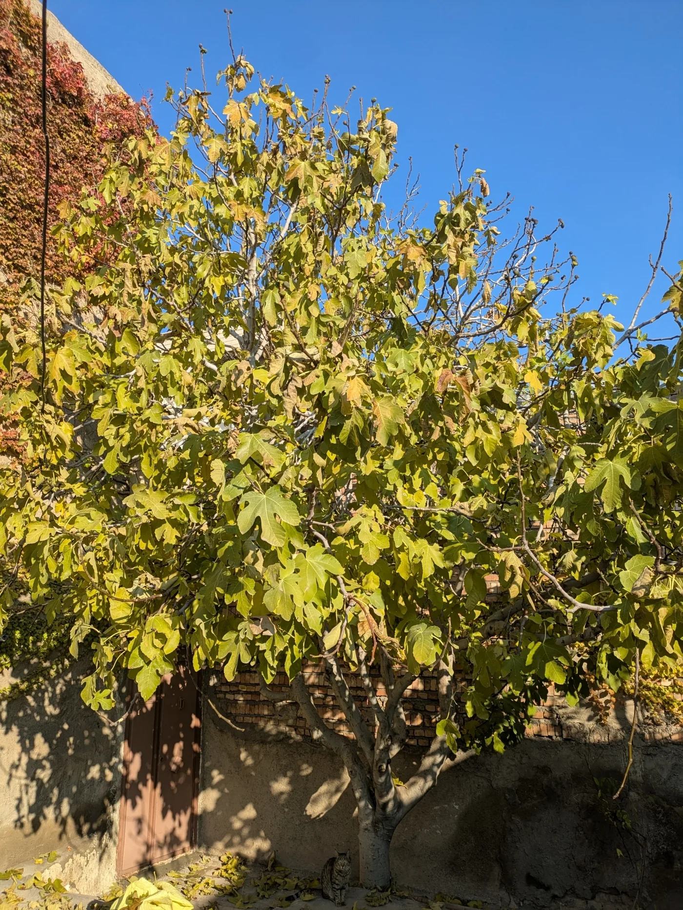 A common fig tree