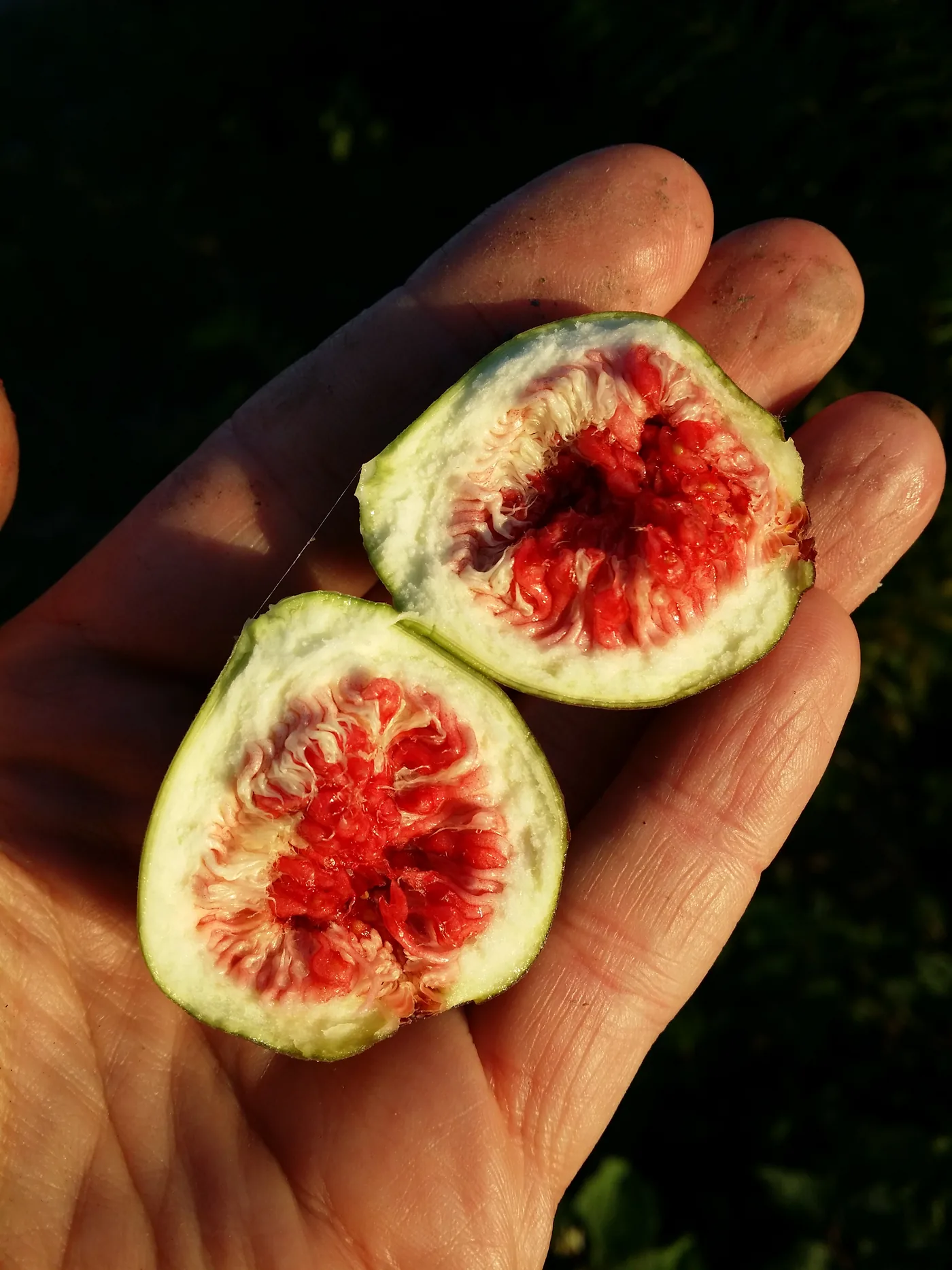 A common fig, Ficus carica