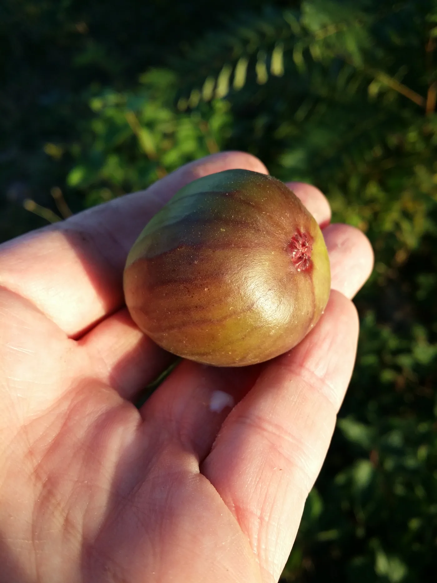 A common fig, Ficus carica