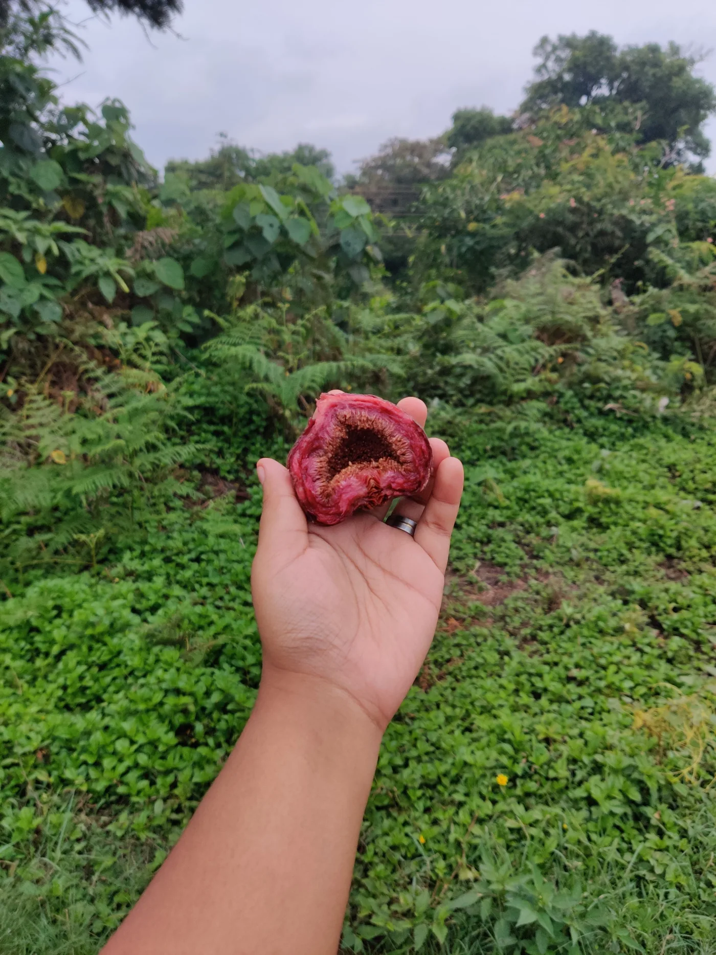 A fig cut open beside whole fruit
