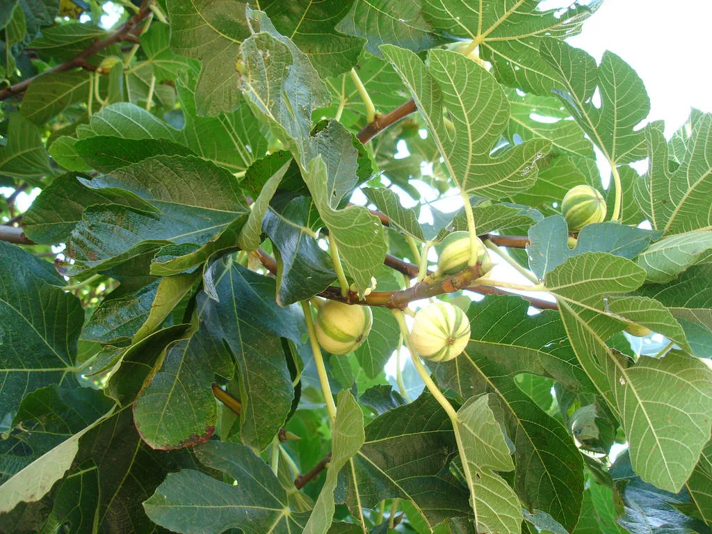 A common fig tree