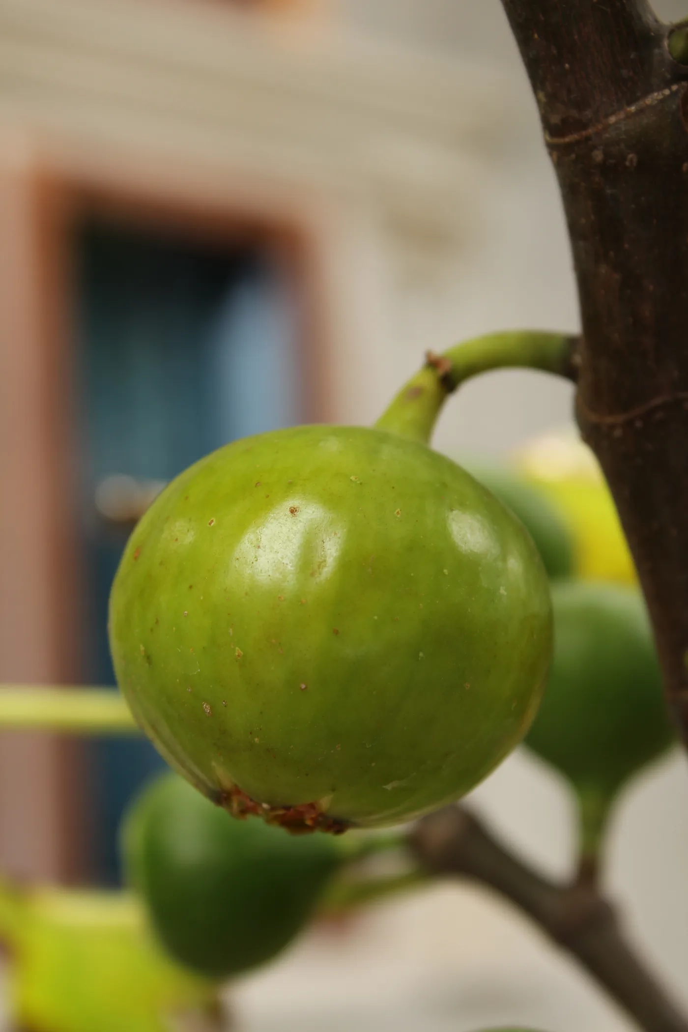 A common fig tree