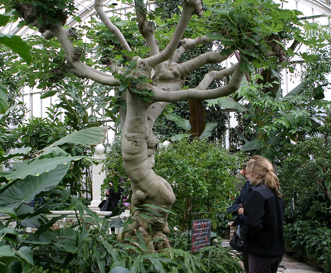 Fig (Ficus carica) Guide: Cuttings, Pruning, Freeze Protection and Harvest