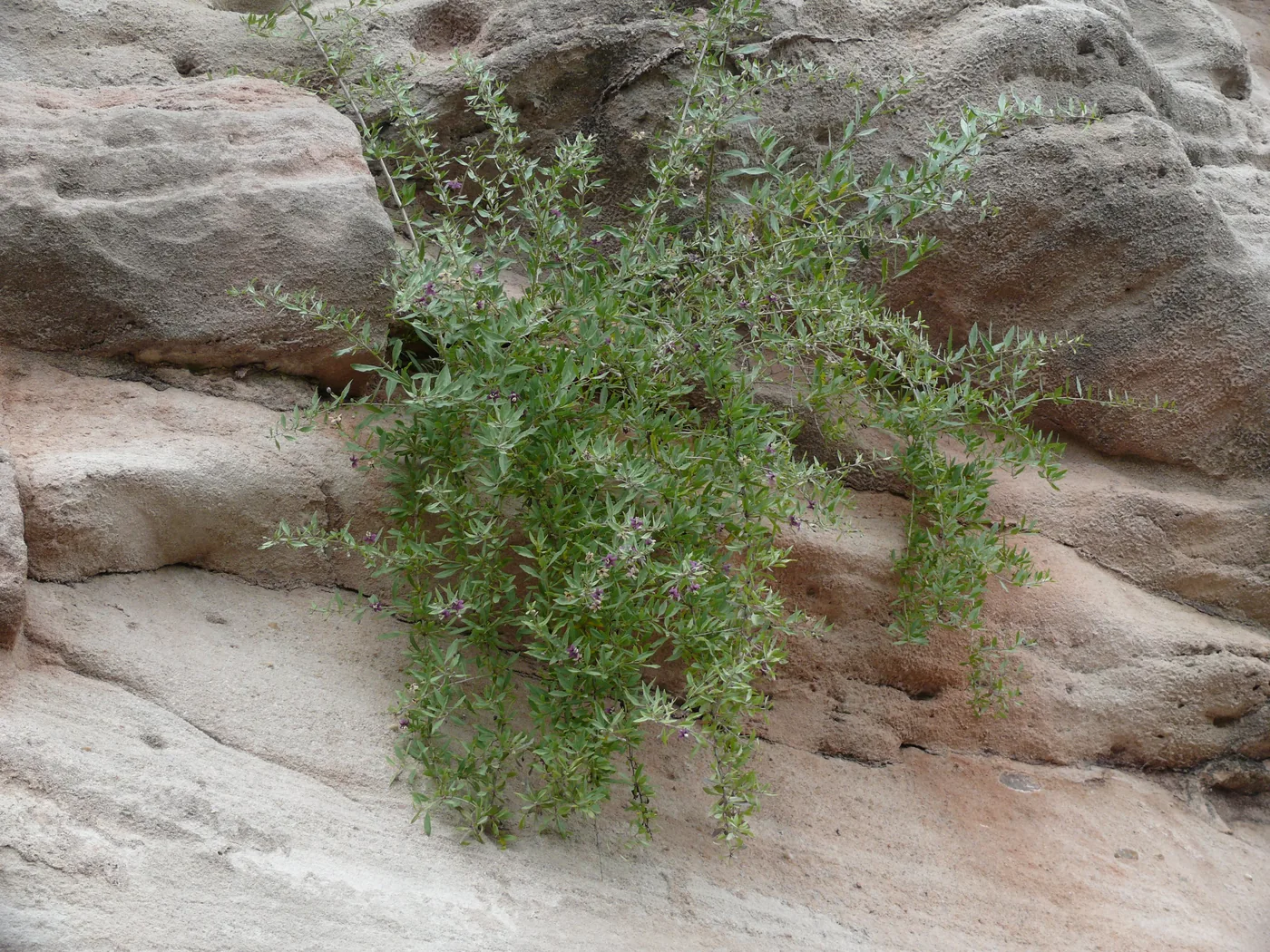 A goji shrub with fine green leaves growing out of a sandstone wall