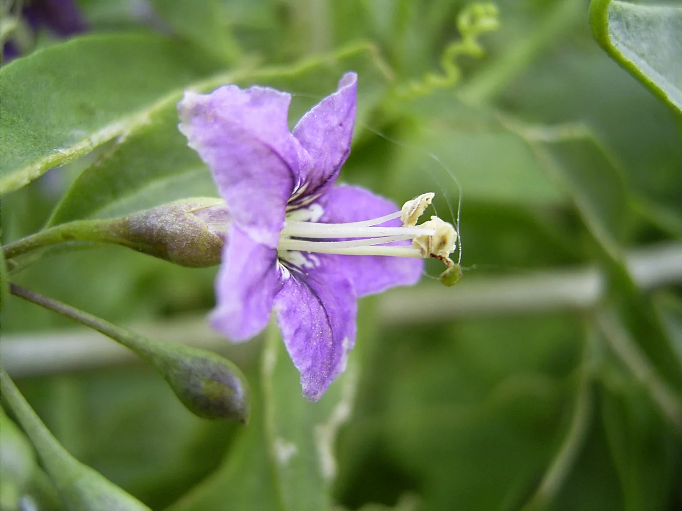 A close view of a purple goji flower with long pale stamens