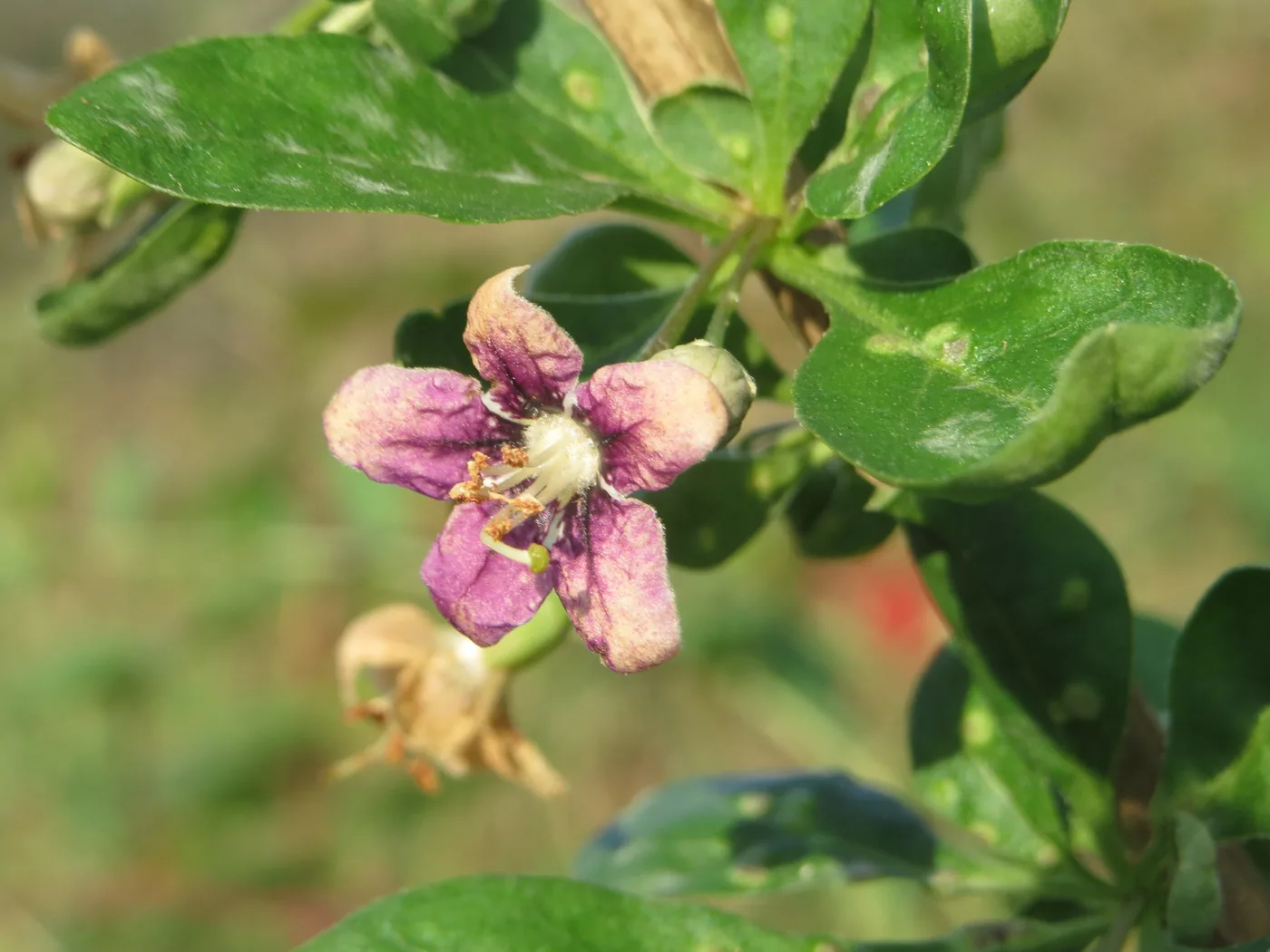A purple goji flower with a white center on a branch of green leaves