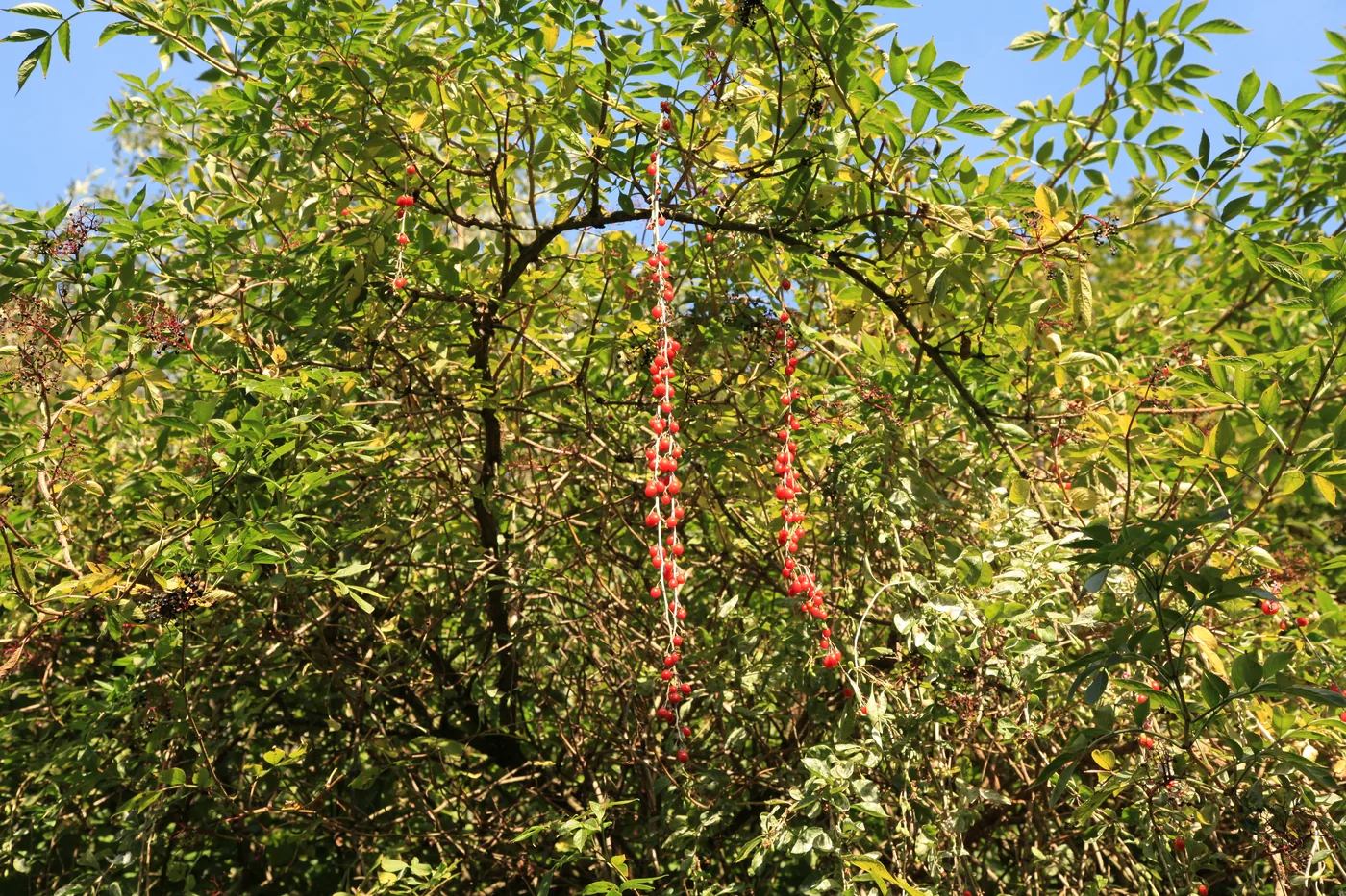 Strings of red goji berries hanging from a branch among green foliage