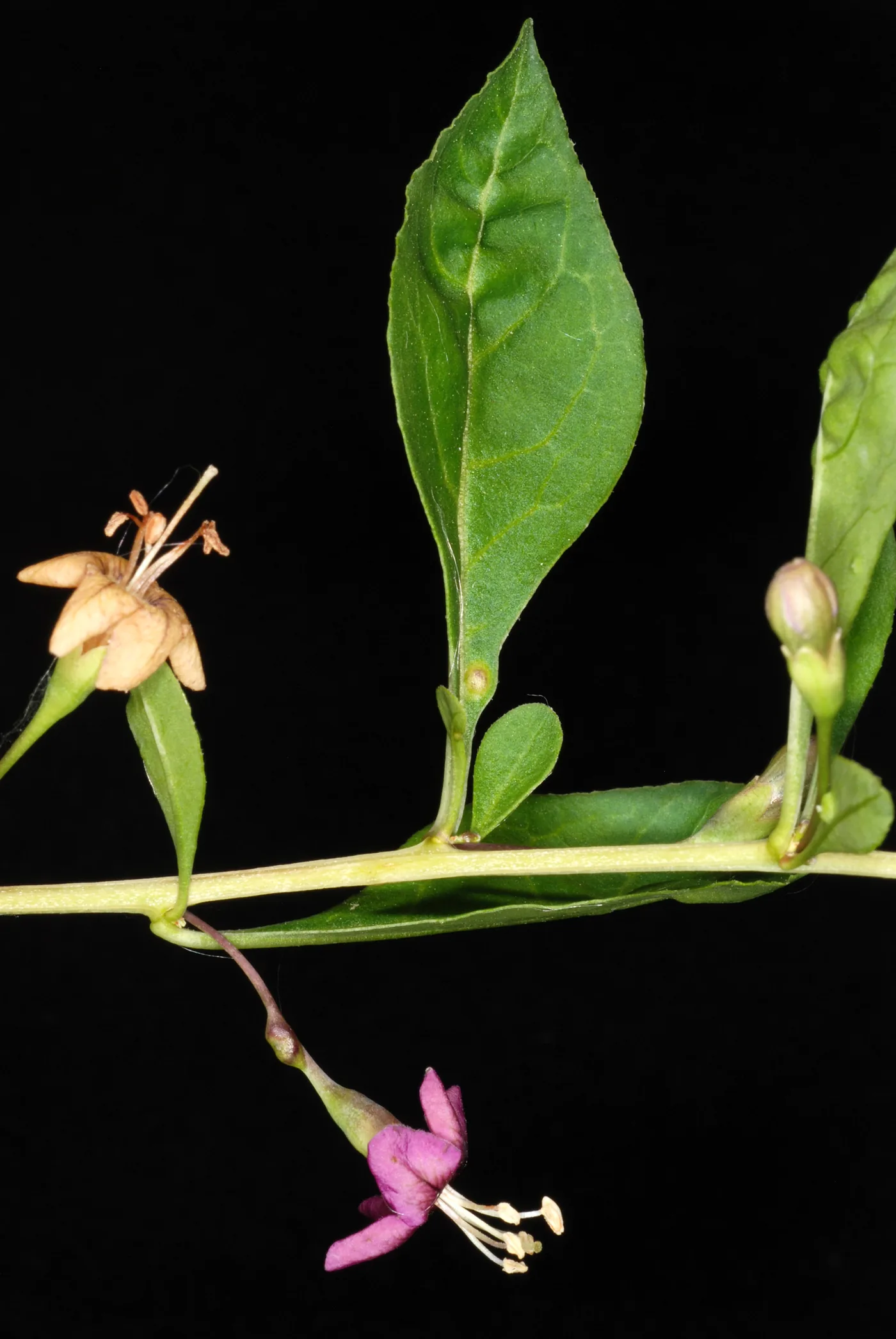 A purple goji flower and a green leaf on a stem against a black background