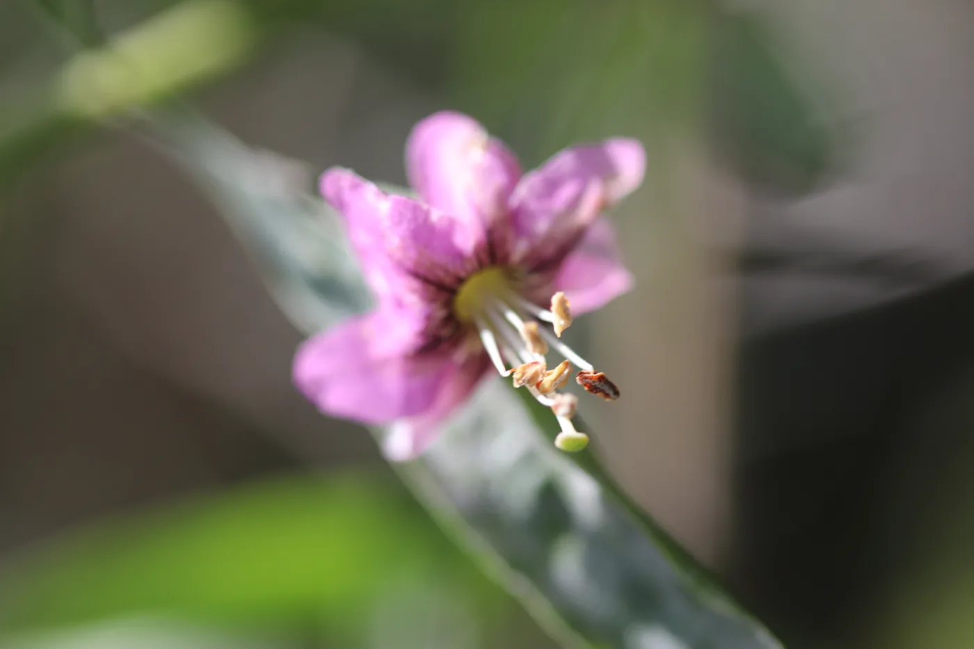 A blurred pink goji flower with pale stamens