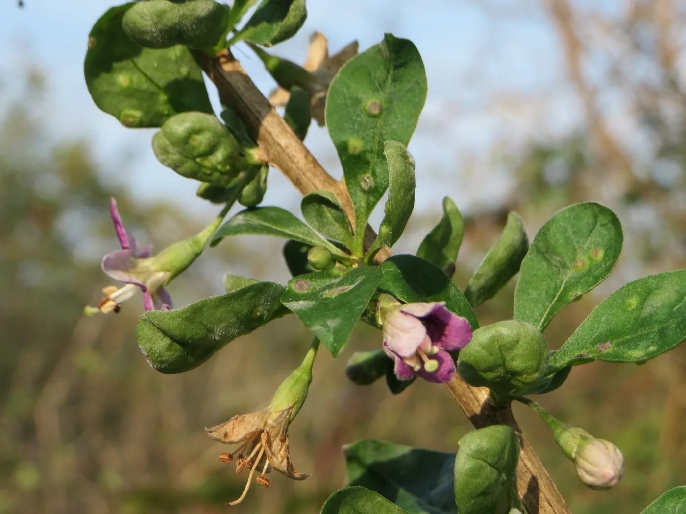 A goji branch with open purple flowers and thick, bumpy green leaves
