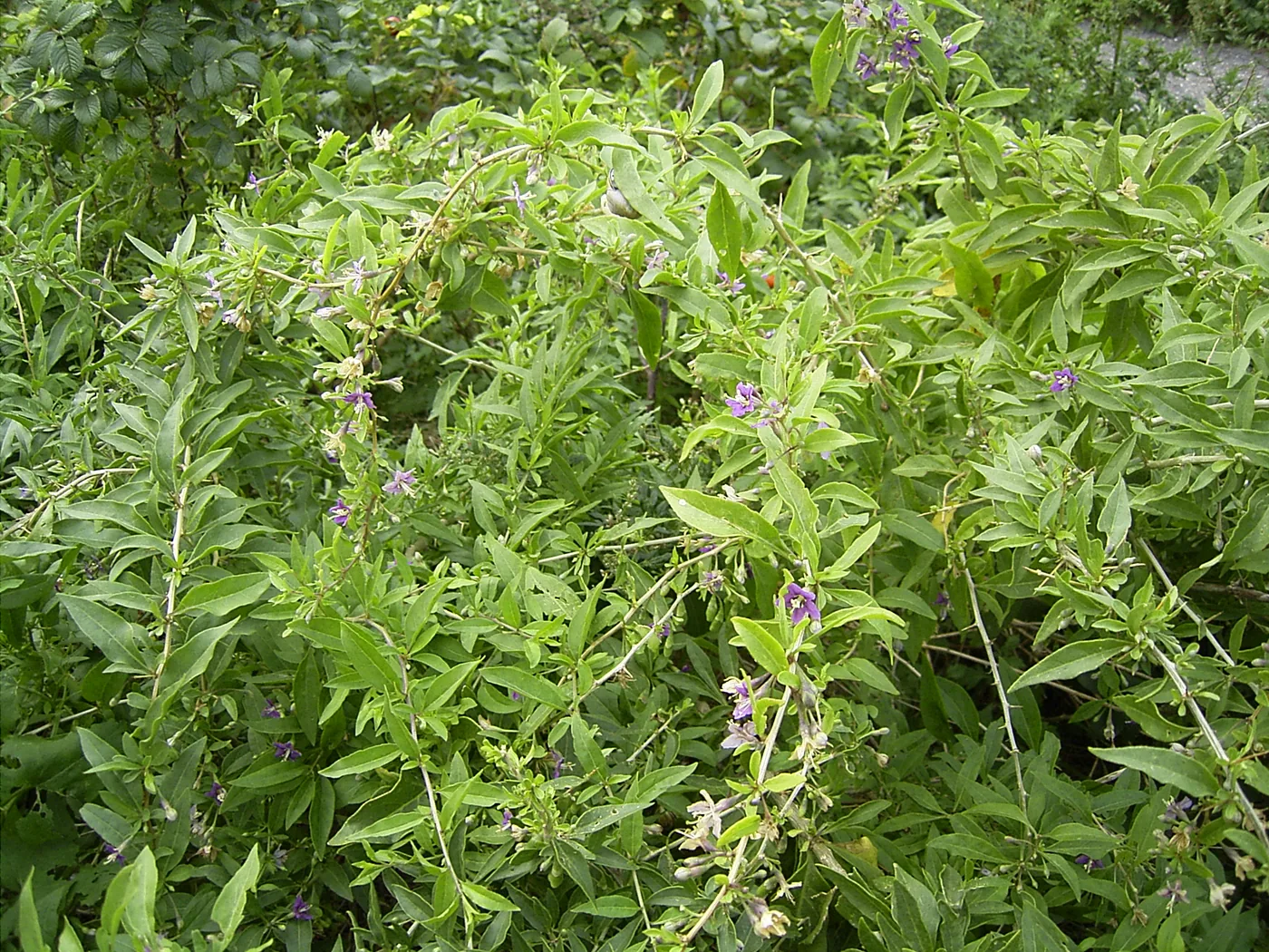 A leafy goji shrub with narrow green leaves and small purple flowers
