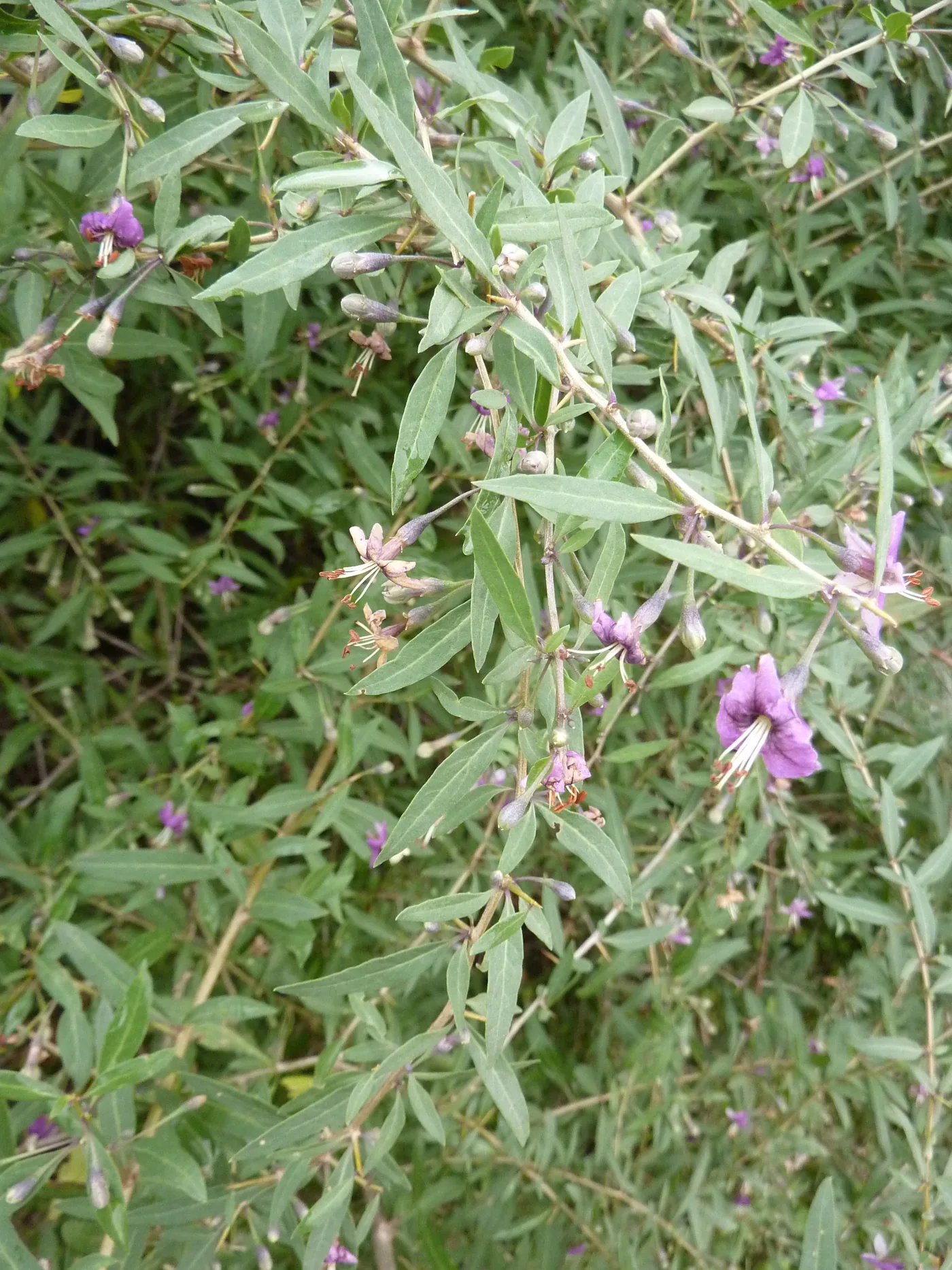 A dense goji shrub with narrow leaves and small purple flowers