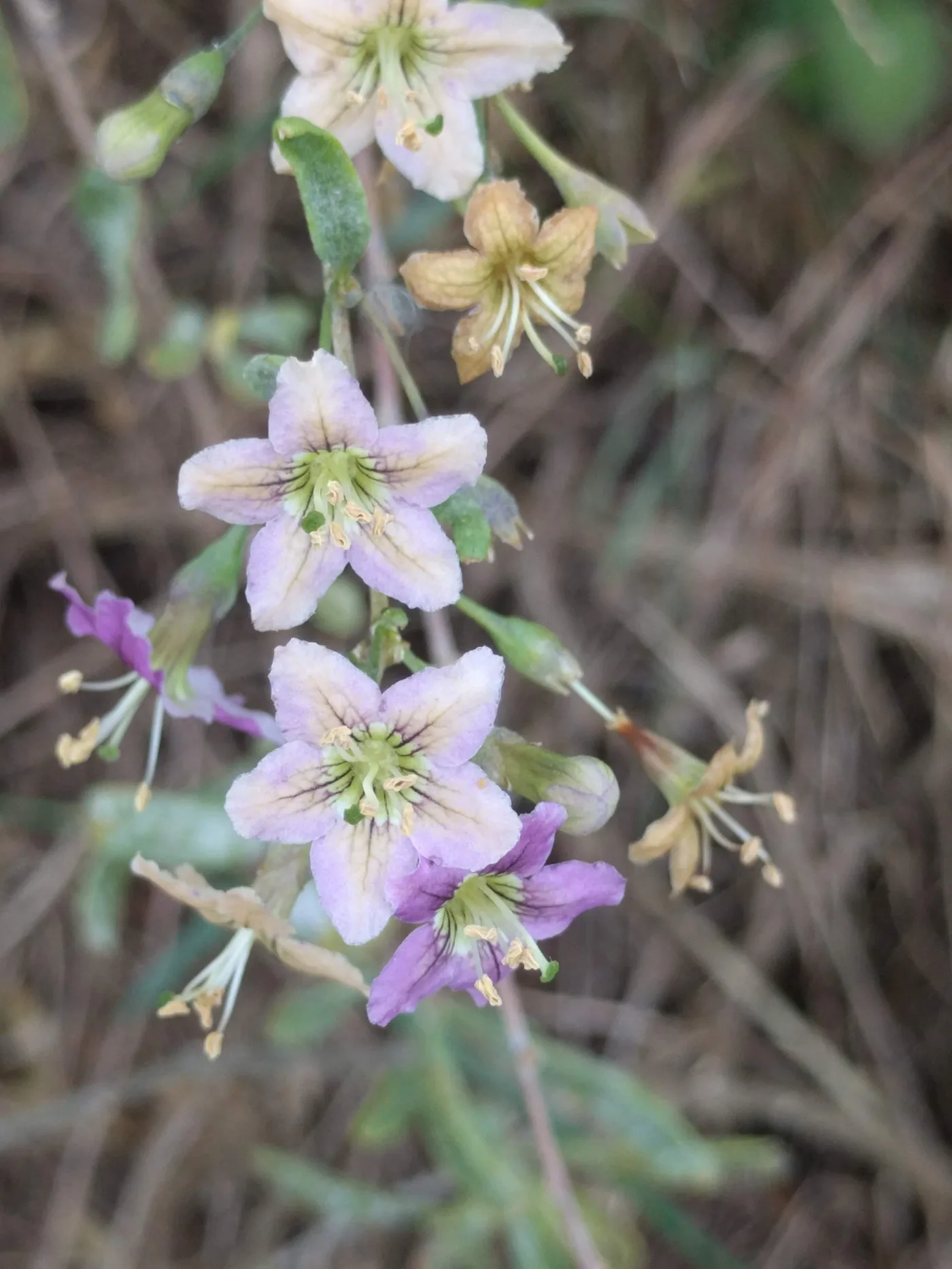 A cluster of pale lilac goji flowers with some faded brown ones