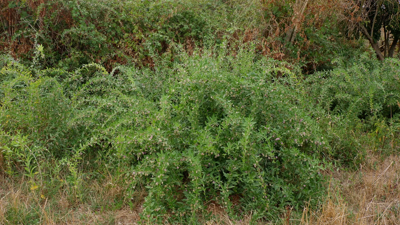 A wide green goji shrub spreading across a grassy slope