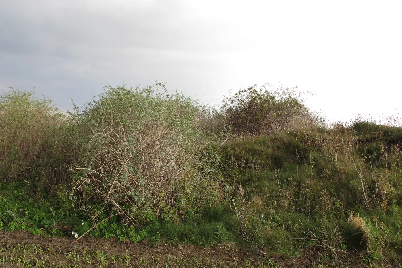 A tall tangled goji shrub growing at the edge of a field with brown and green foliage