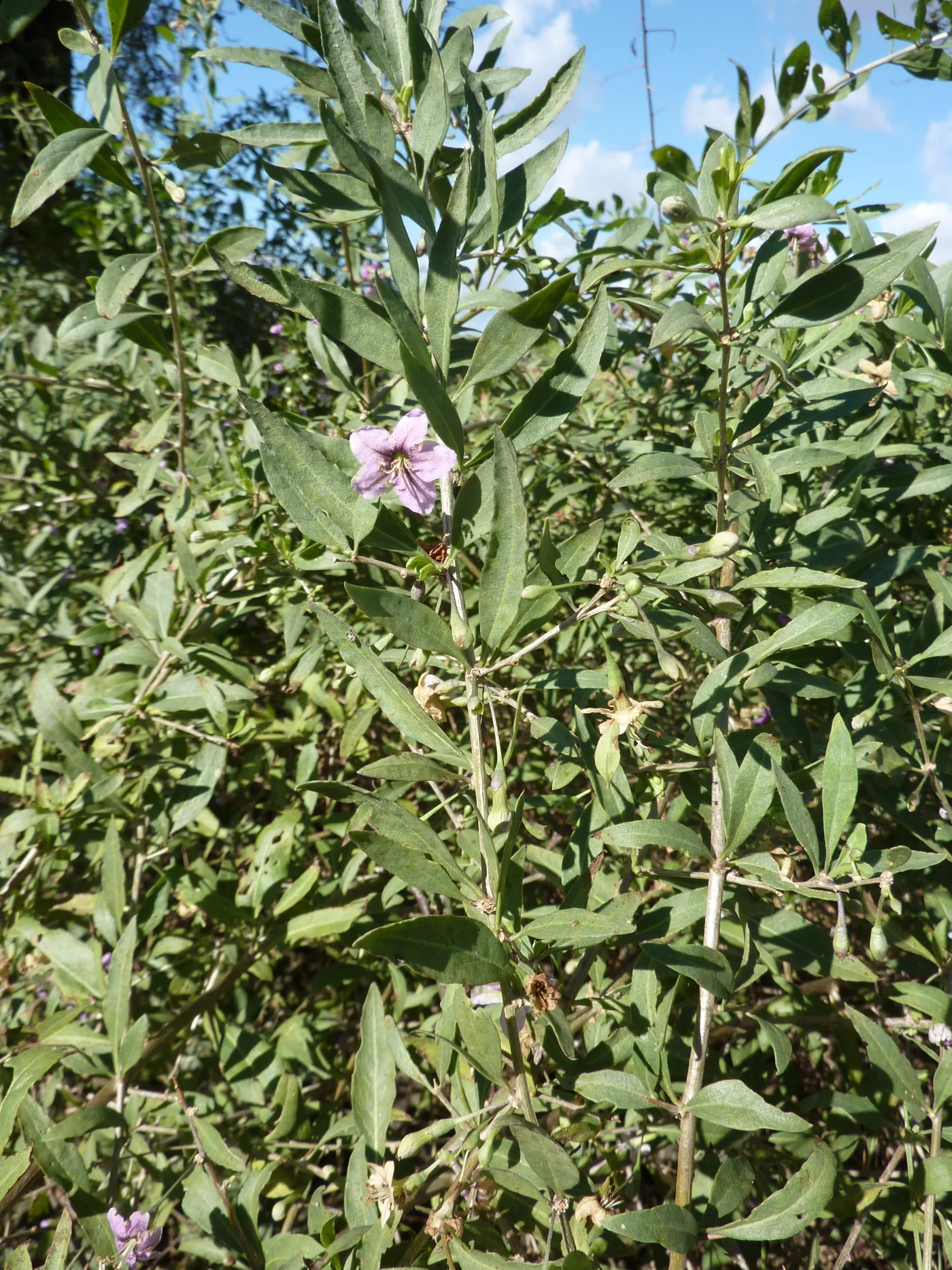 Green goji foliage with one purple flower on an upright stem