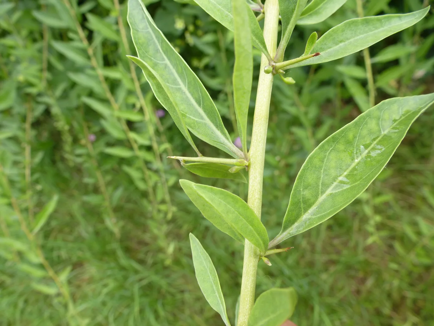 A pale green goji stem with long narrow leaves