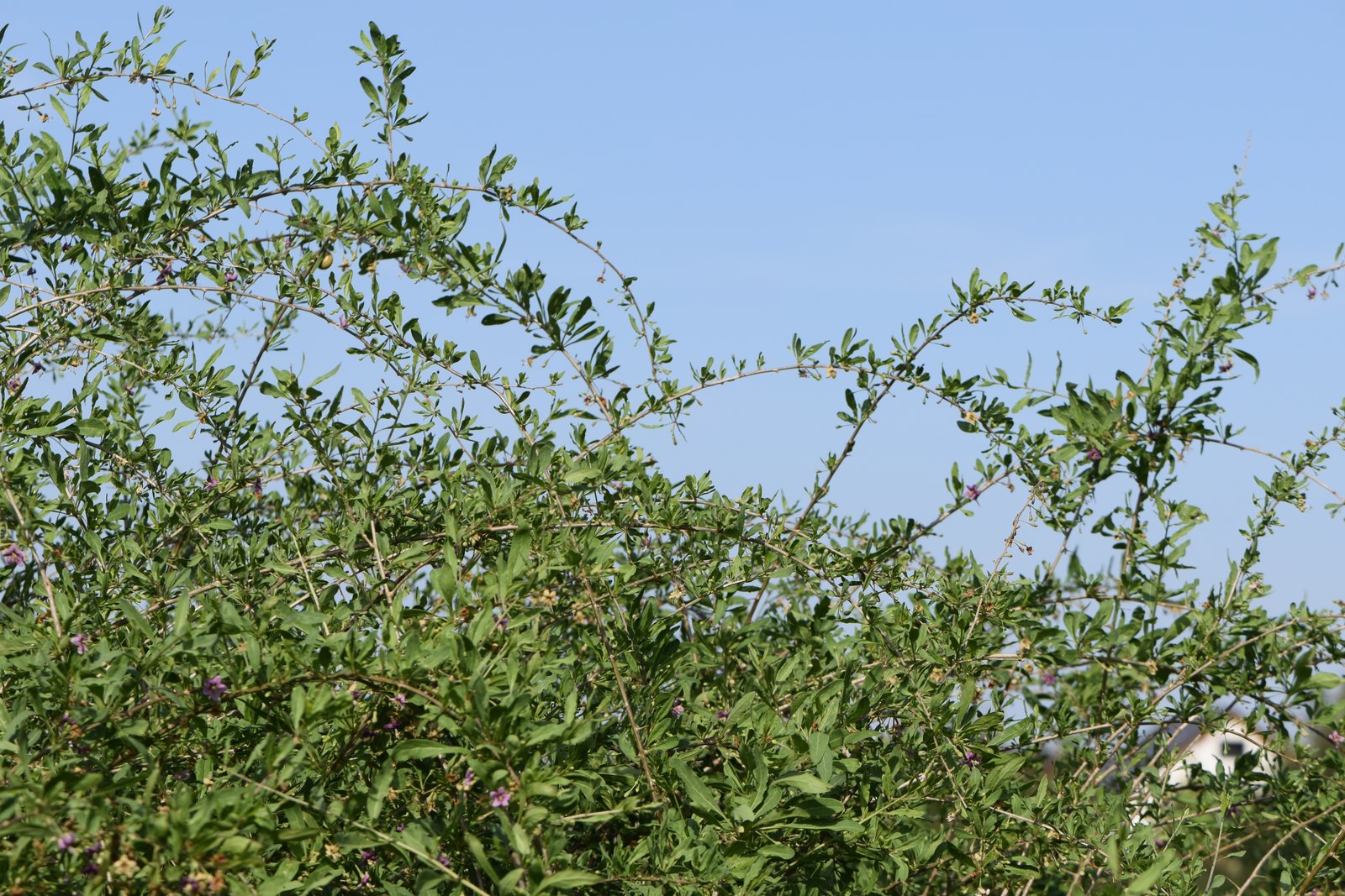 Goji Berry (Lycium barbarum) Guide: Planting, Pruning, Harvest and Drying