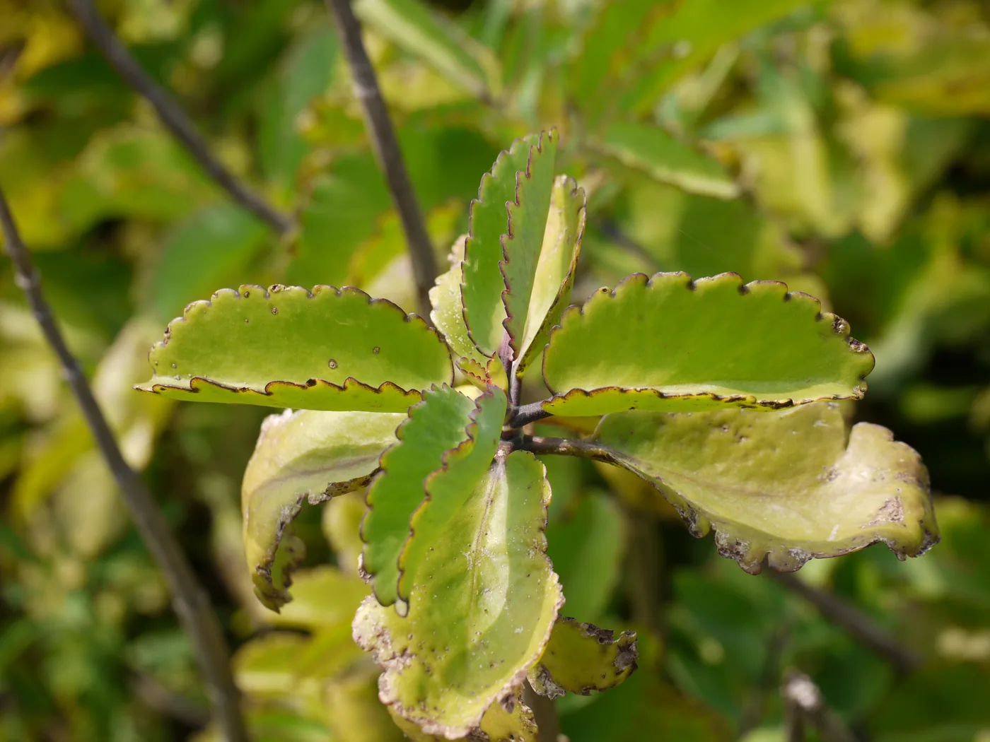 Bryophyllum pinnatum buds and leaves in close view