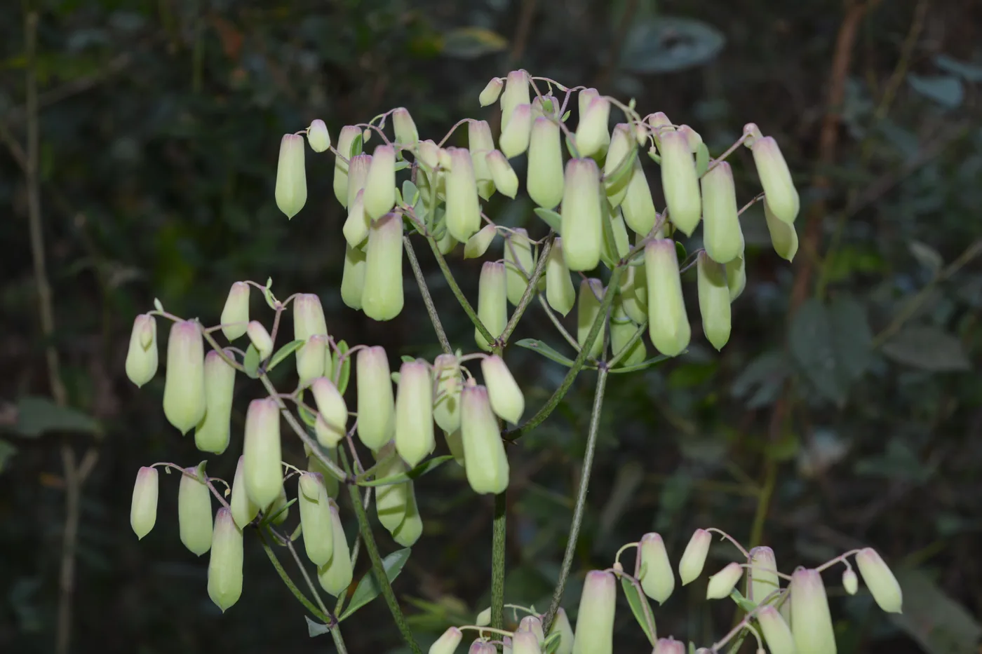 A stalk of hanging pale flowers of Bryophyllum pinnatum