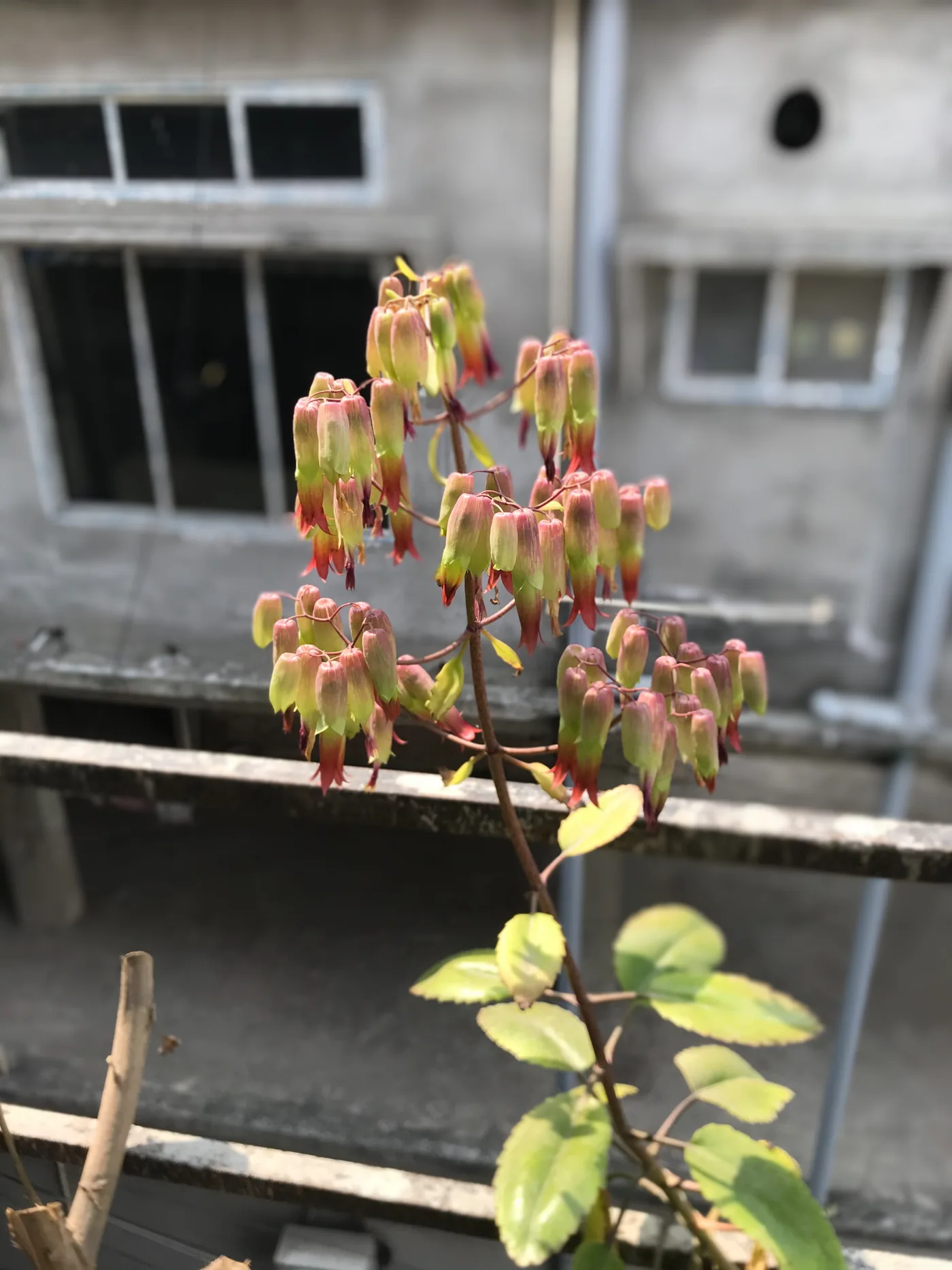A leaf of life plant with fleshy green leaves
