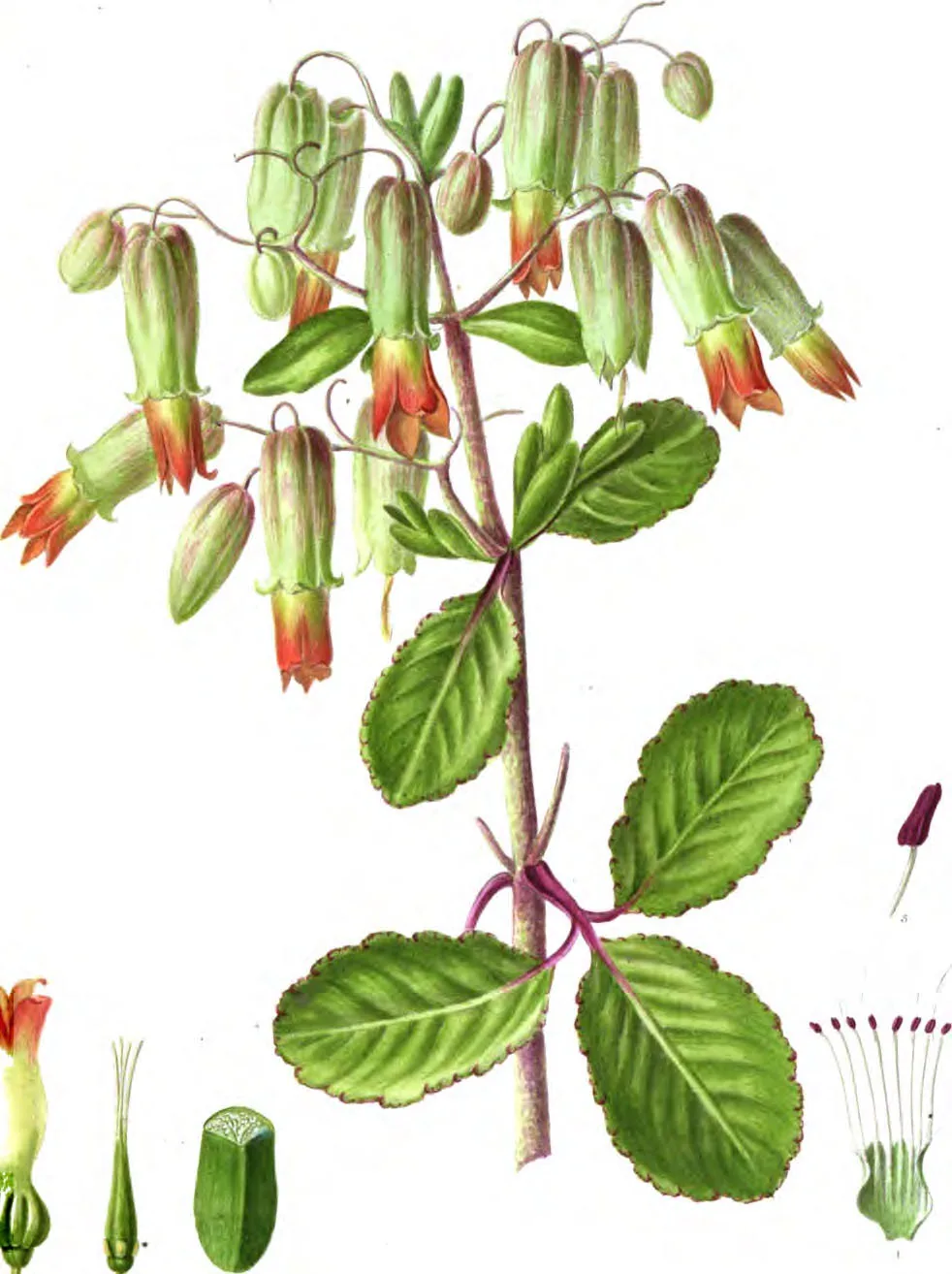 A botanical painting of Bryophyllum calycinum with leaves and flowers