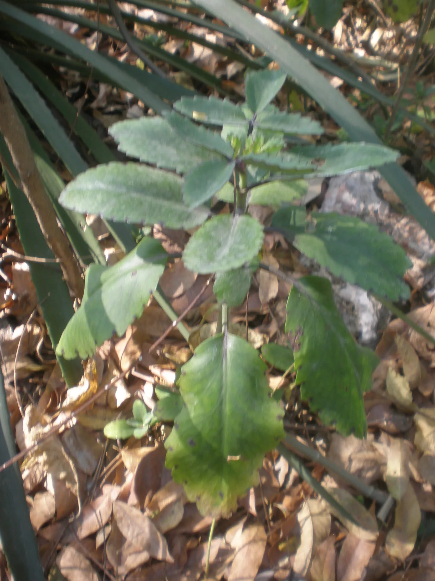 Leaf of life leaves on a plant in a garden