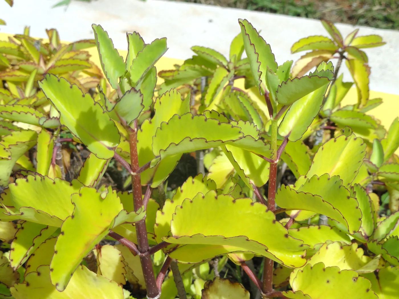 A bright green clump of Kalanchoe pinnata in sun