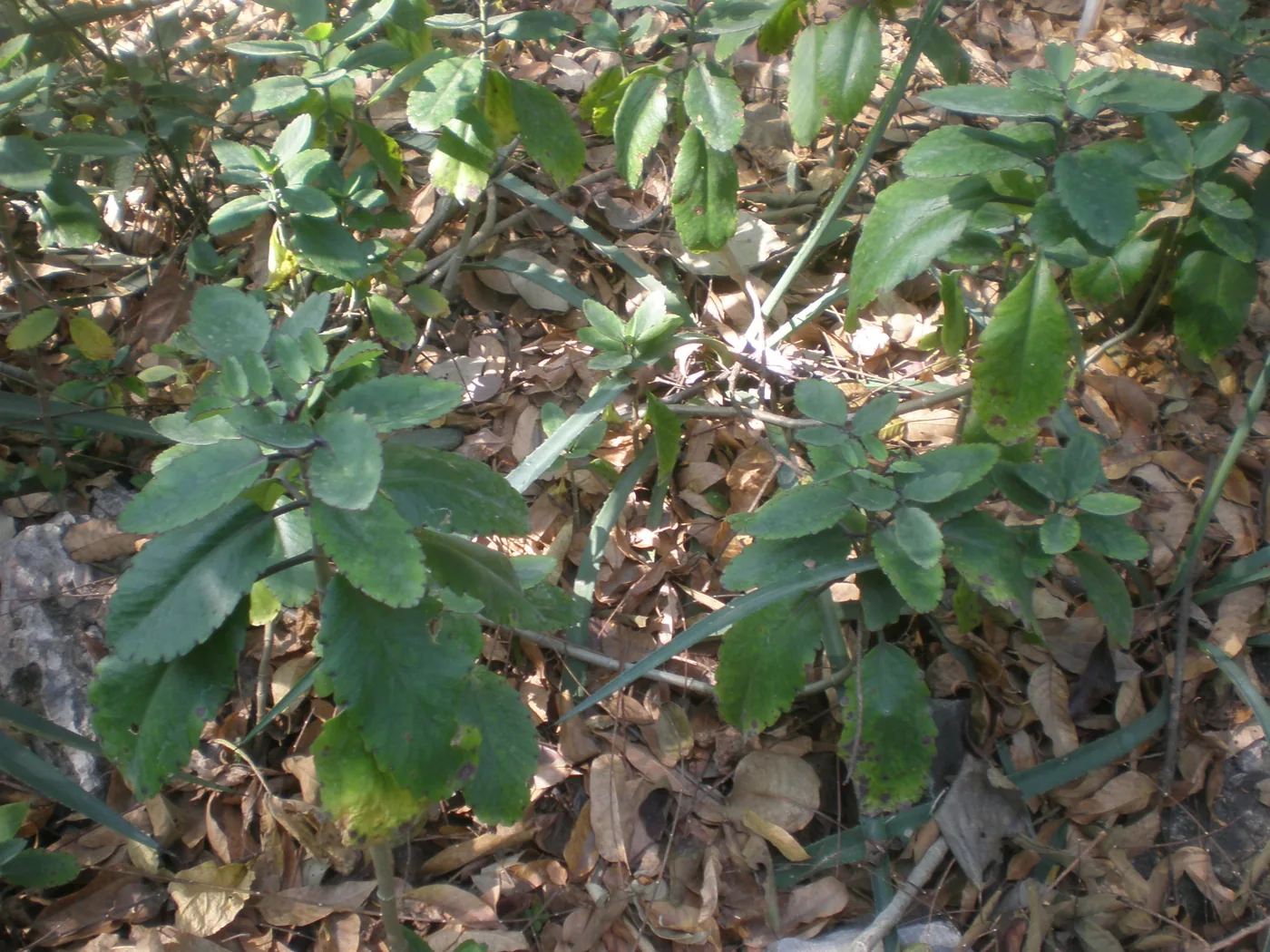 A leaf of life shrub with green leaves in a garden