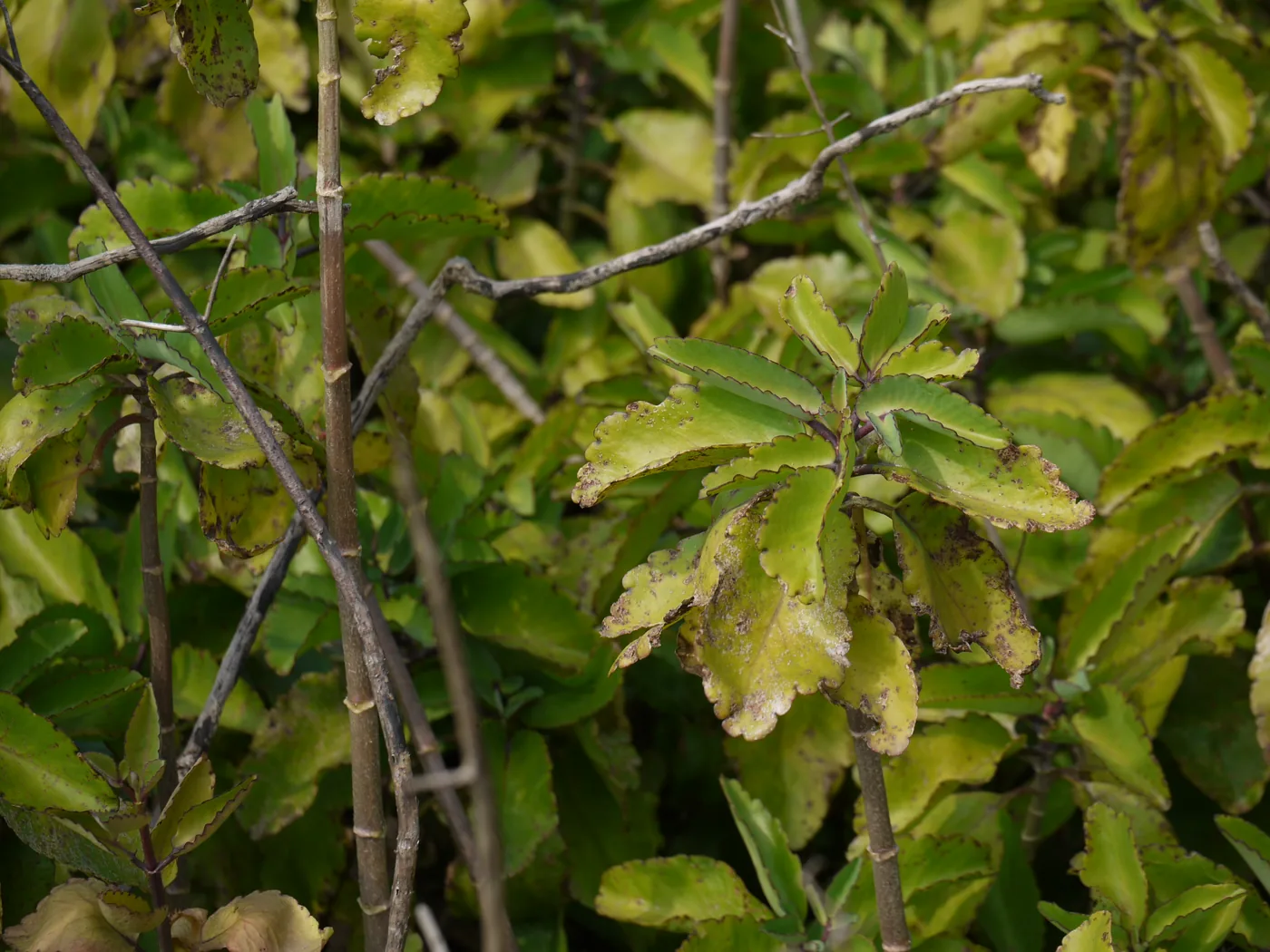 Foliage of Bryophyllum pinnatum in close view