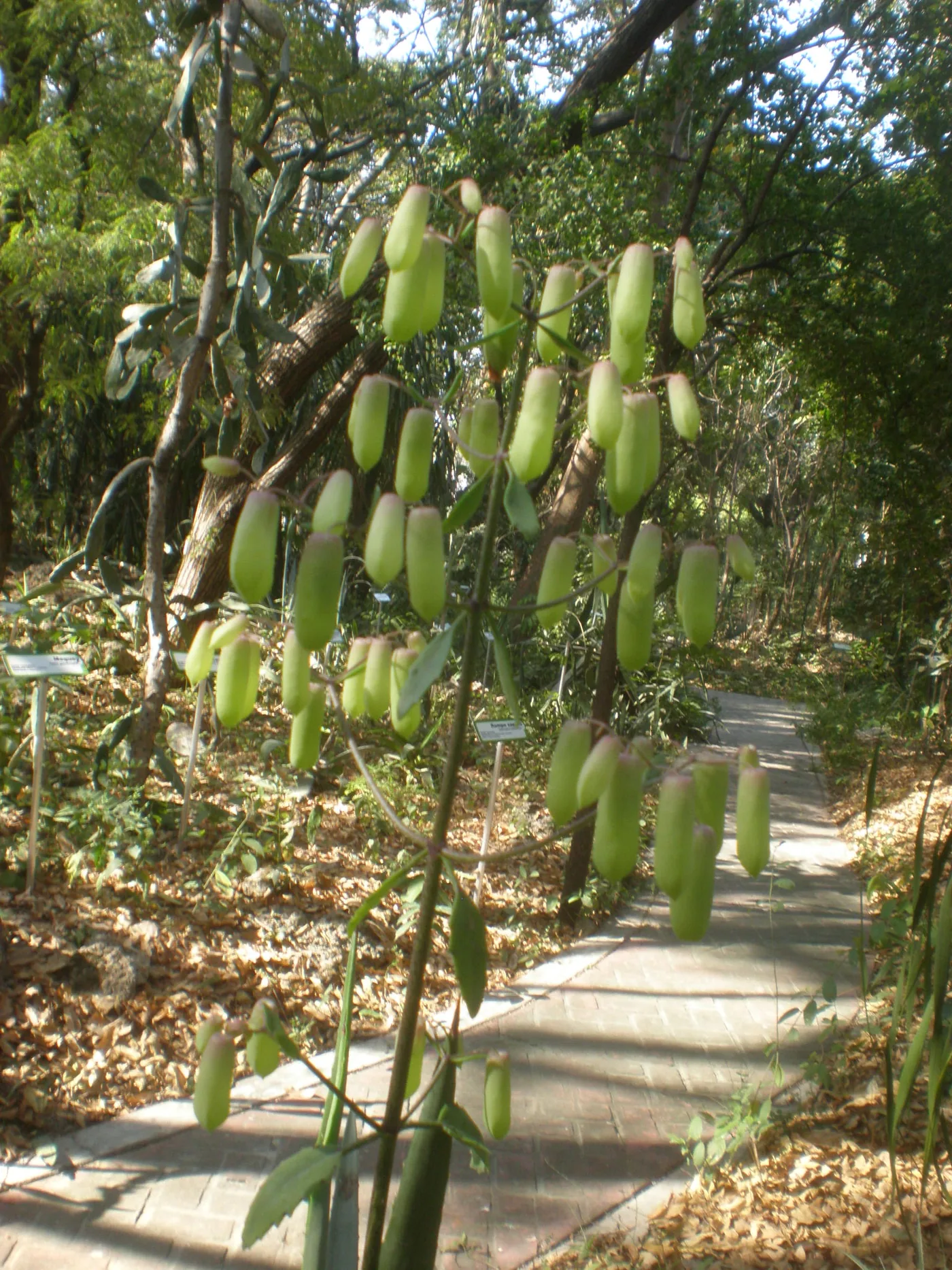 Tall stalks of Bryophyllum pinnatum hanging with pale bell flowers beside a path