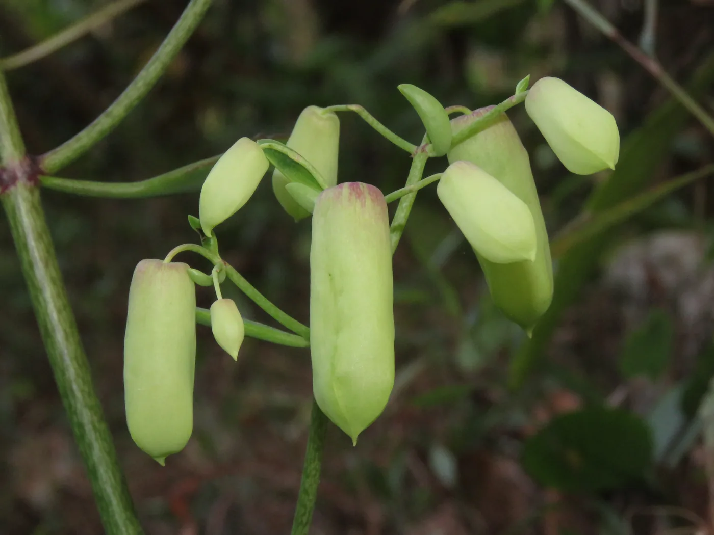 Pale green bell-shaped buds of Bryophyllum pinnatum hanging from a stalk
