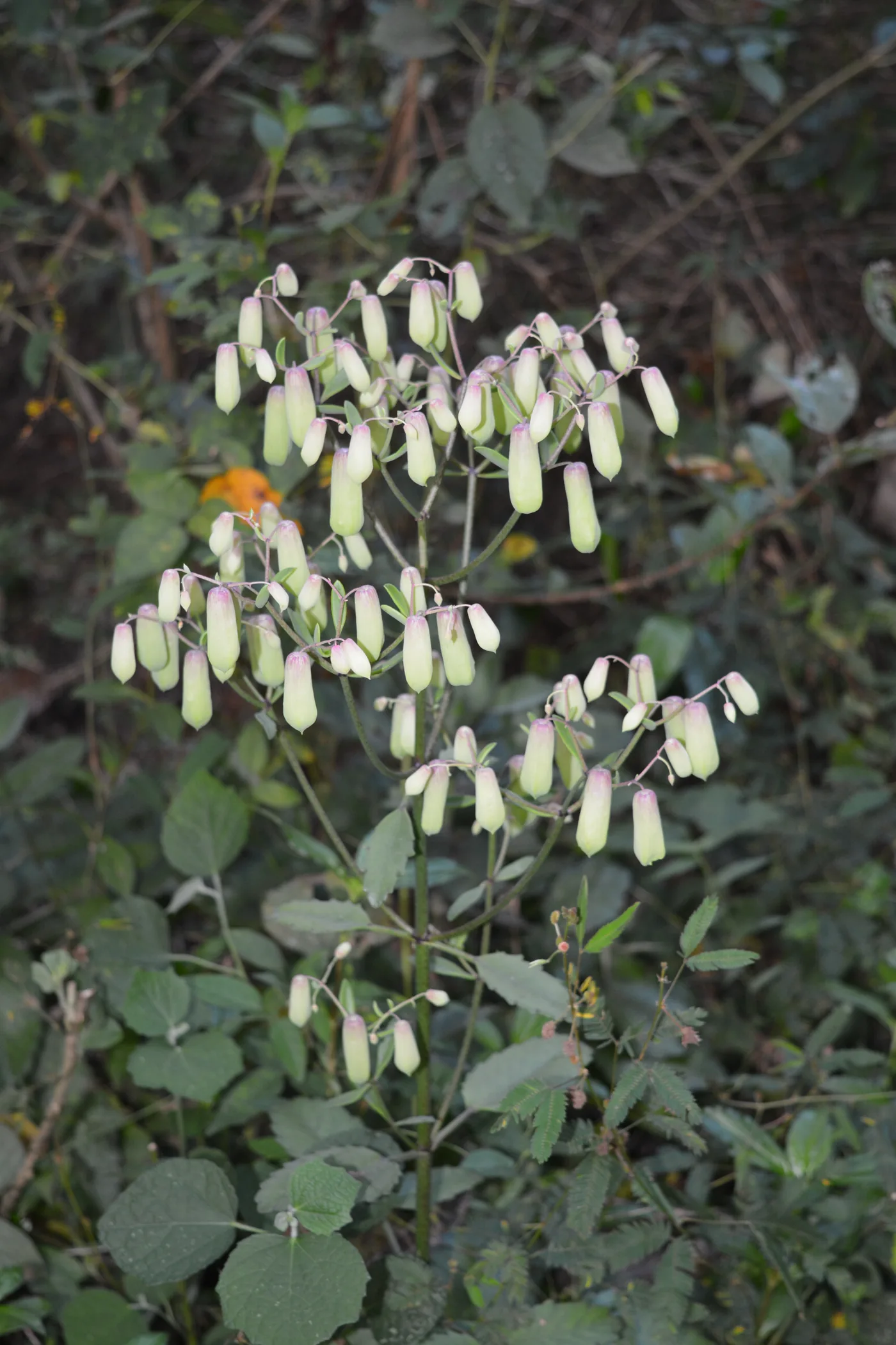 A tall flowering Bryophyllum pinnatum plant with pale hanging bells