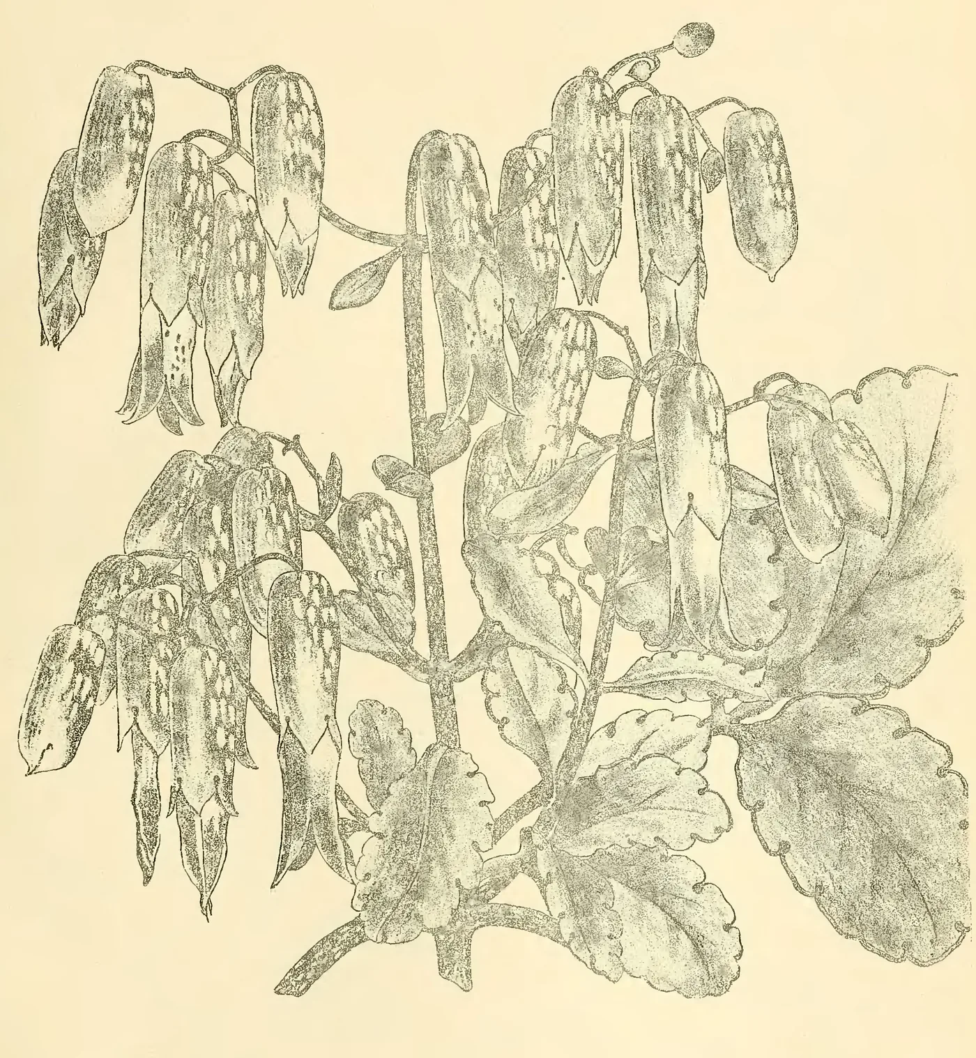 A botanical drawing of Bryophyllum calycinum, a synonym of Bryophyllum pinnatum