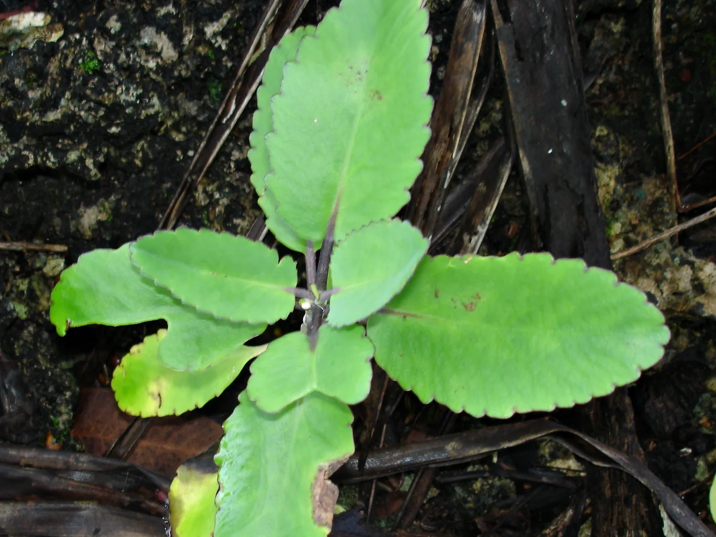 Thick green leaves of the leaf of life plant